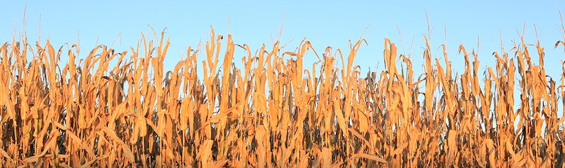 FIRST trials corn stand